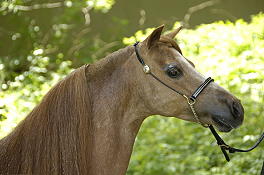 Arista's Choctaw Charlie